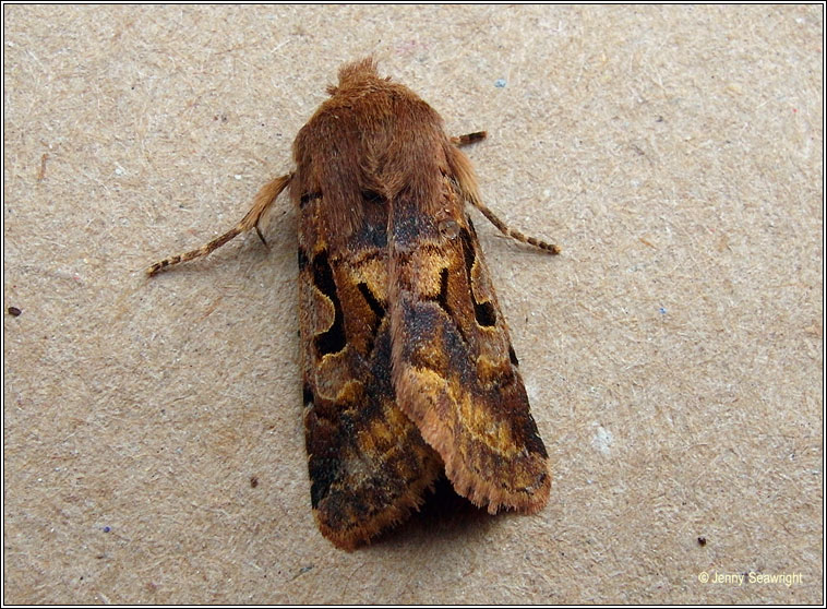 Hebrew Character, Orthosia gothica