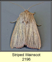 Striped Wainscot, Mythimna pudorina