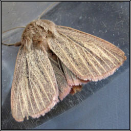 Striped Wainscot, Mythimna pudorina