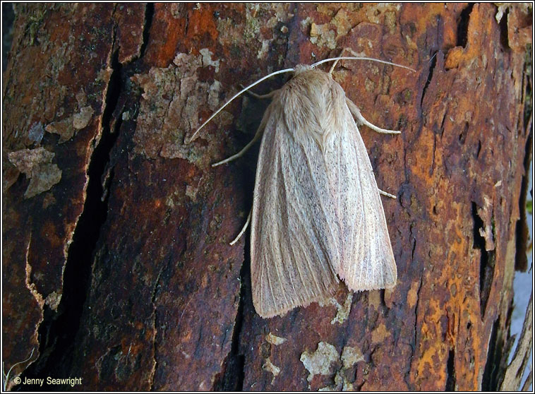 Striped Wainscot, Mythimna pudorina