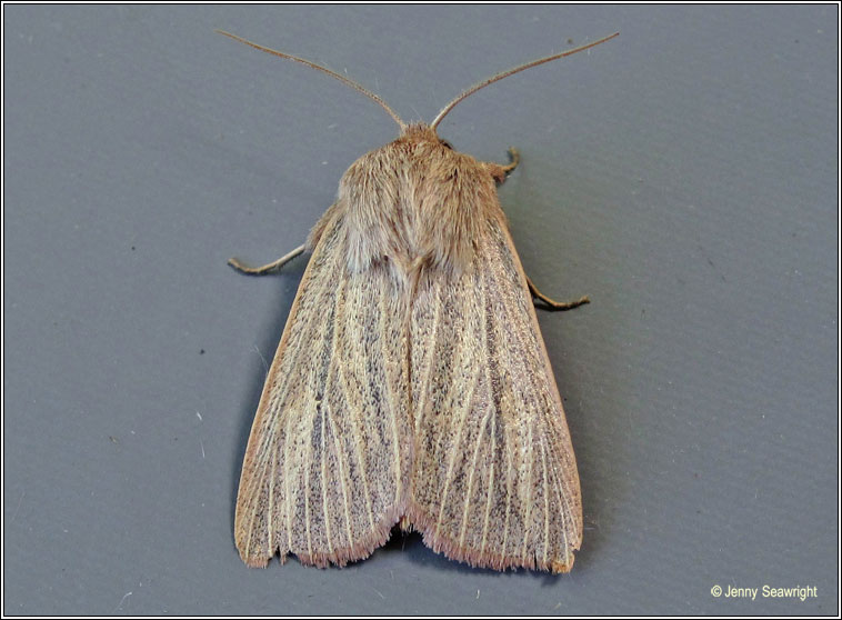 Striped Wainscot, Mythimna pudorina