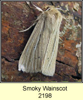 Smoky Wainscot, Mythimna impura