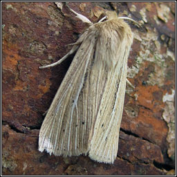 Smoky Wainscot, Mythimna impura