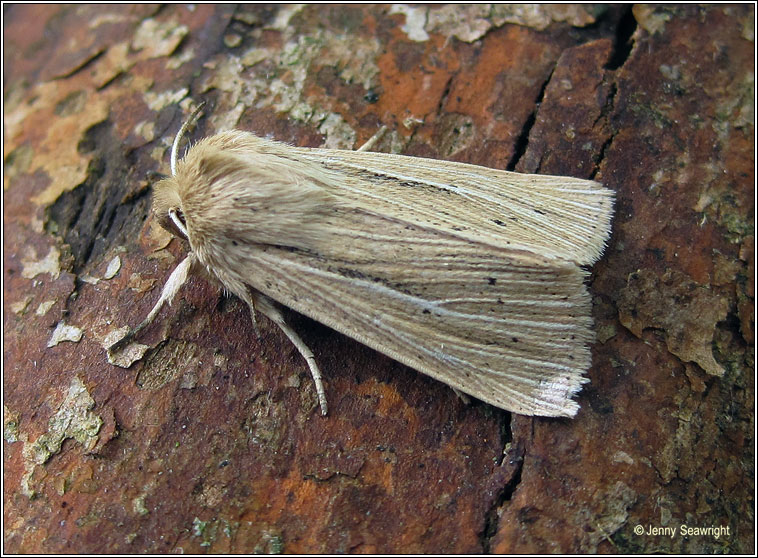 Smoky Wainscot, Mythimna impura