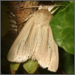 Common Wainscot