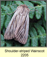 Shoulder-striped Wainscot, Mythimna comma