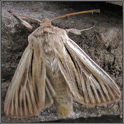 Shoulder-striped Wainscot, Mythimna comma