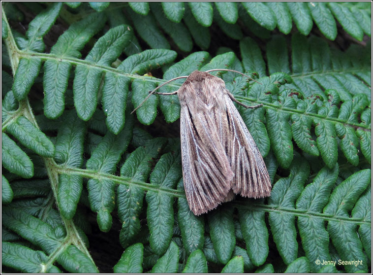 Shoulder-striped Wainscot, Mythimna comma