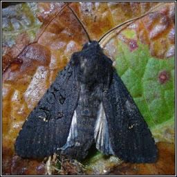 Black Rustic, Aporophyla nigra