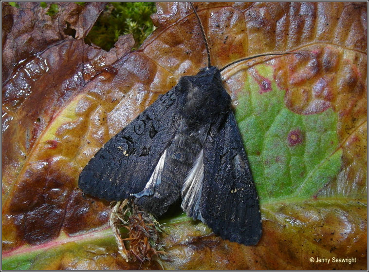 Black Rustic, Aporophyla nigra