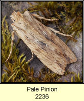 Pale Pinion, Lithophane hepatica