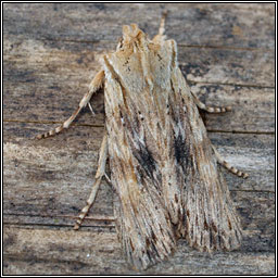 Pale Pinion, Lithophane hepatica