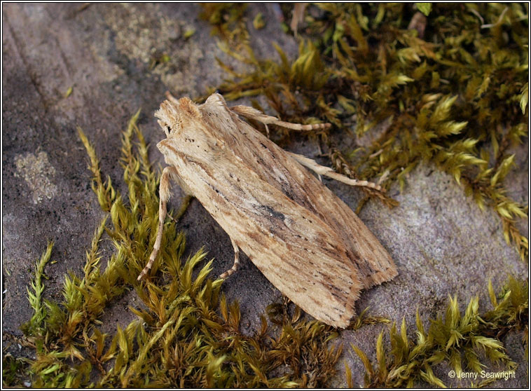 Pale Pinion, Lithophane hepatica