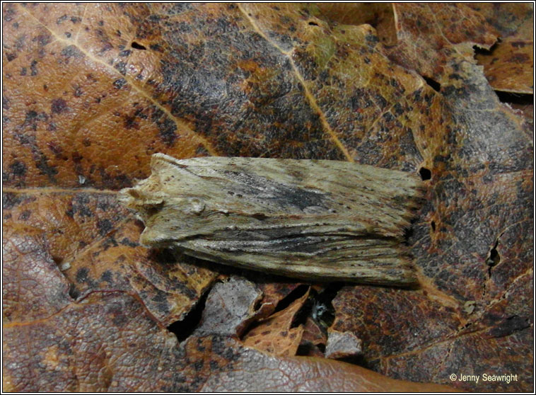 Pale Pinion, Lithophane hepatica