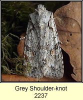 Grey Shoulder-knot, Lithophane ornitopus