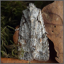 Grey Shoulder-knot, Lithophane ornitopus