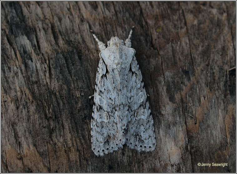 Grey Shoulder-knot, Lithophane ornitopus