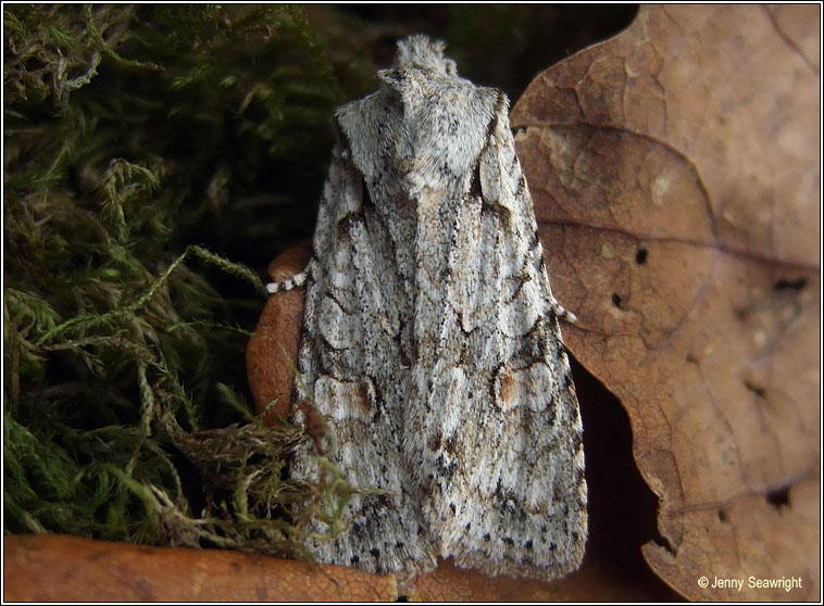 Grey Shoulder-knot, Lithophane ornitopus