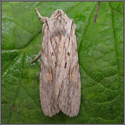 Blair's Shoulder-knot, Lithophane leautieri