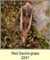 Red Sword-grass, Xylena vetusta