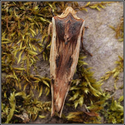 Red Sword-grass, Xylena vetusta