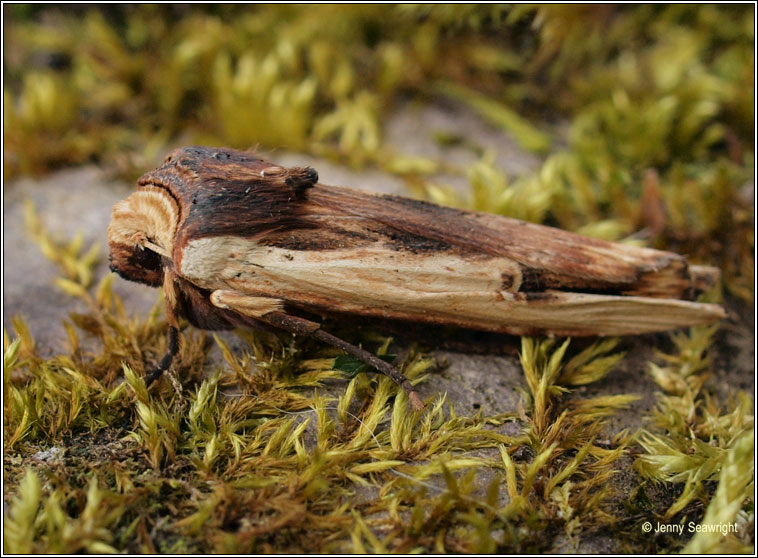 Red Sword-grass, Xylena vetusta