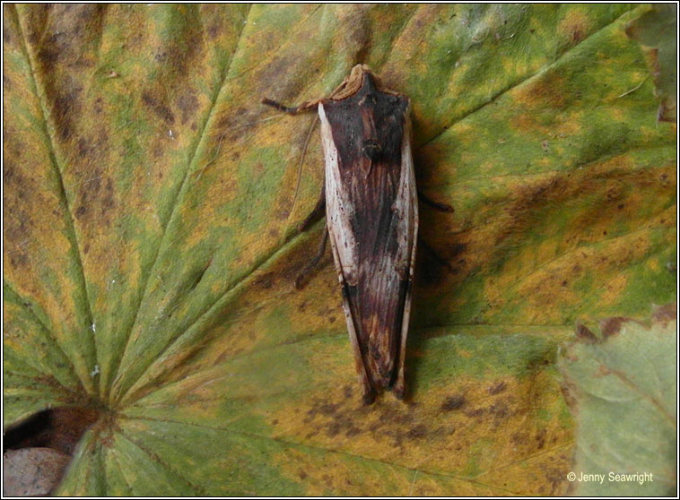 Red Sword-grass, Xylena vetusta