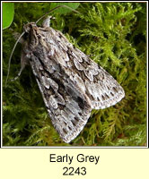 Early Grey, Xylocampa areola