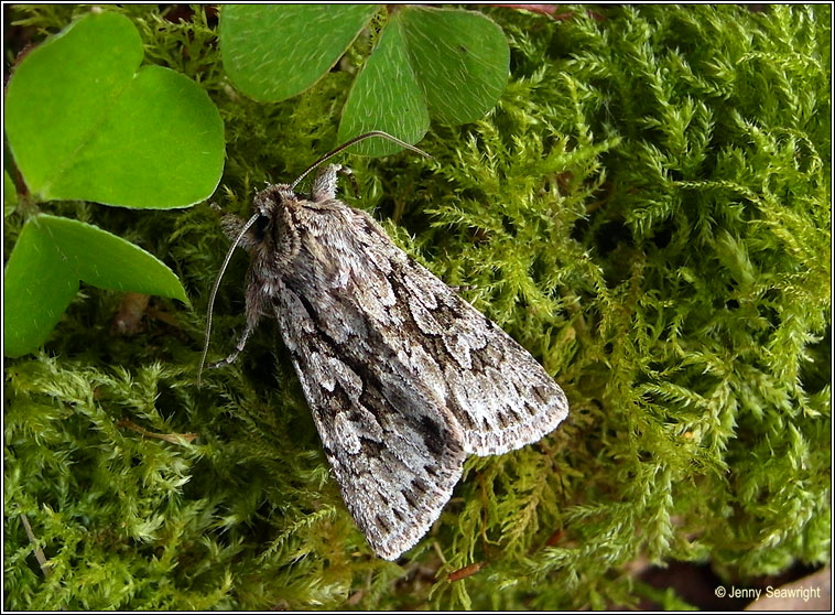 Early Grey, Xylocampa areola