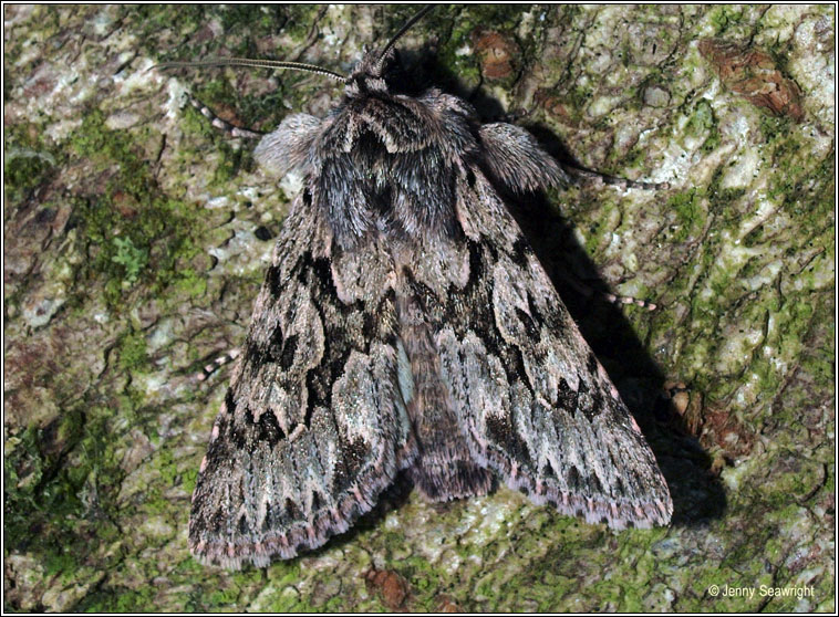 Early Grey, Xylocampa areola