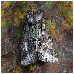 Green-brindled Crescent, Allophyes oxyacanthae