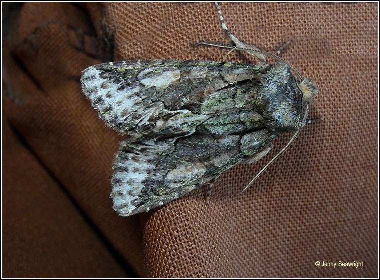 Green-brindled Crescent, Allophyes oxyacanthae