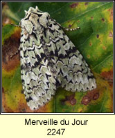 Merveille du Jour, Dichonia aprilina