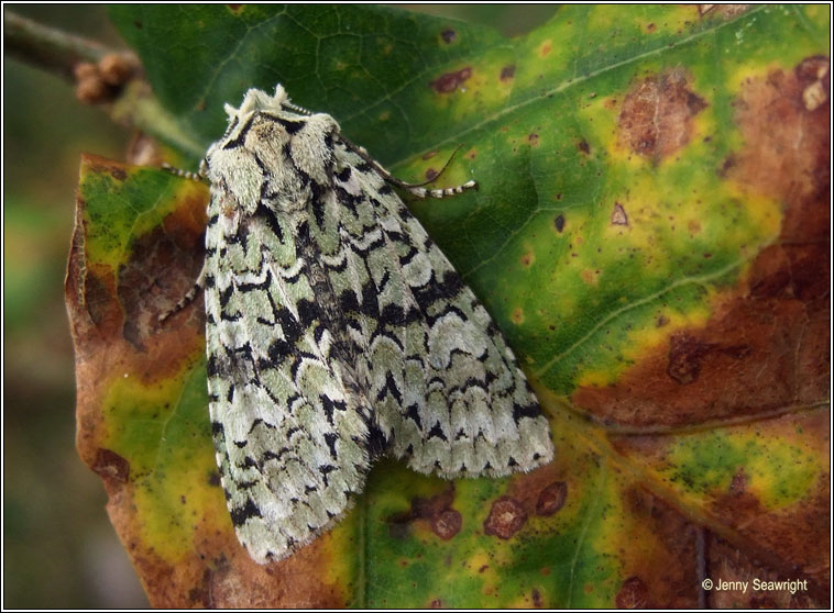 Merveille du Jour, Dichonia aprilina