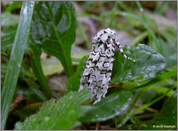 Merveille du Jour, Dichonia aprilina