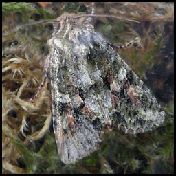 Brindled Green, Dryobotodes eremita