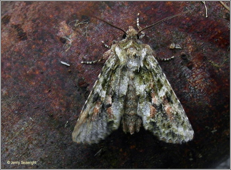 Brindled Green, Dryobotodes eremita