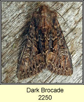 Dark Brocade, Blepharita adusta
