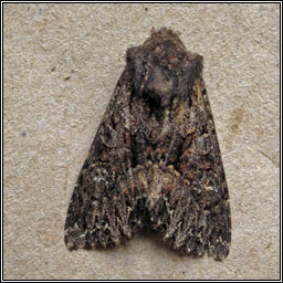 Dark Brocade, Blepharita adusta