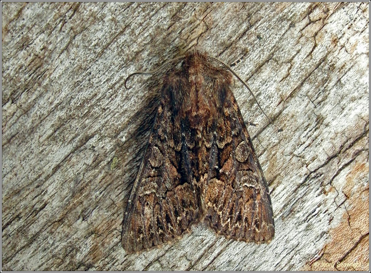 Dark Brocade, Blepharita adusta