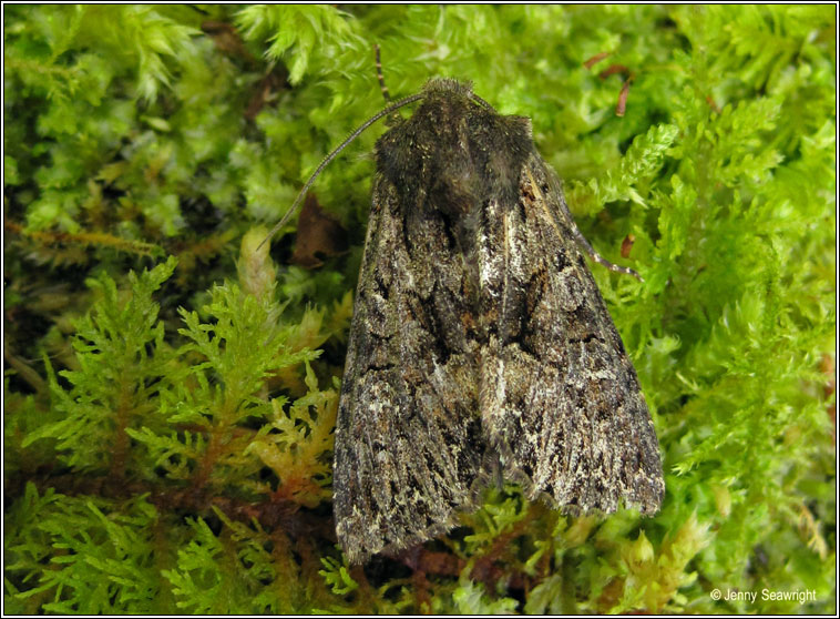 Dark Brocade, Blepharita adusta