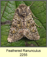 Feathered Ranunculus, Polymixis lichenea