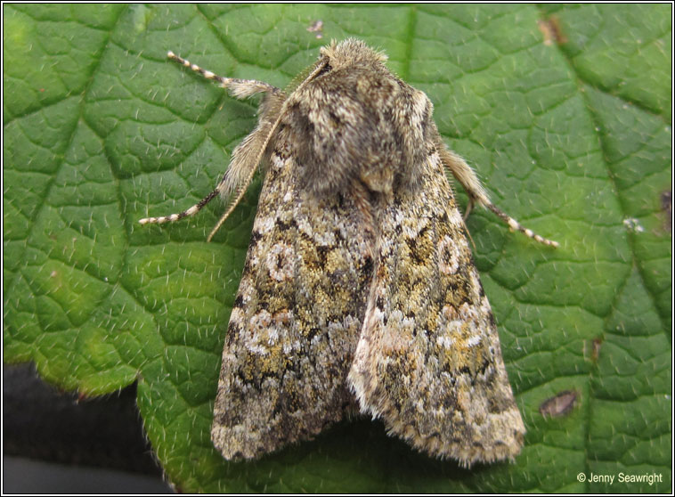 Feathered Ranunculus, Polymixis lichenea