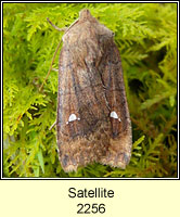 Satellite, Eupsilia transversa