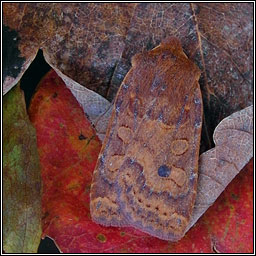 The Chestnut, Conistra vaccinii