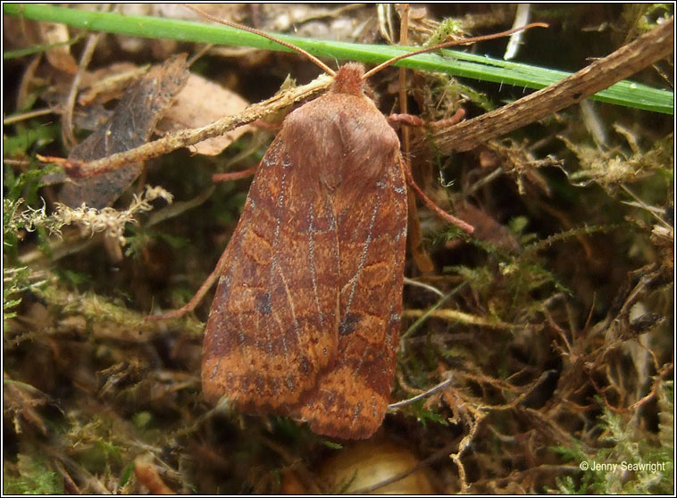 The Chestnut, Conistra vaccinii