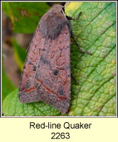 Red-line Quaker, Agrochola lota