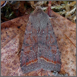 Red-line Quaker, Agrochola lota