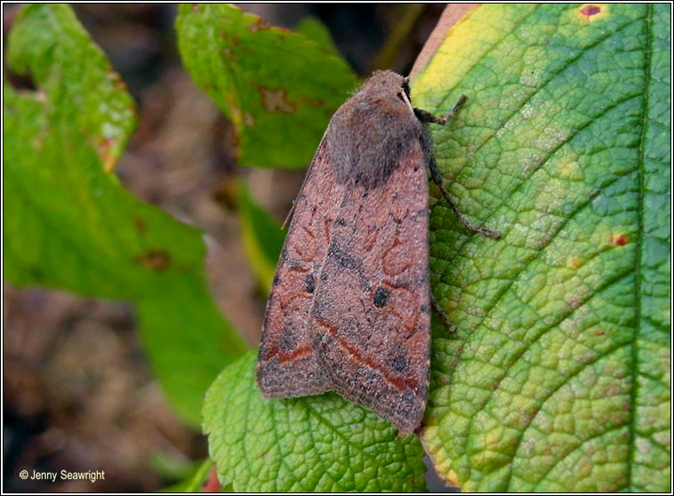 Red-line Quaker, Agrochola lota