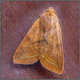 Yellow-line Quaker, Agrochola macilenta